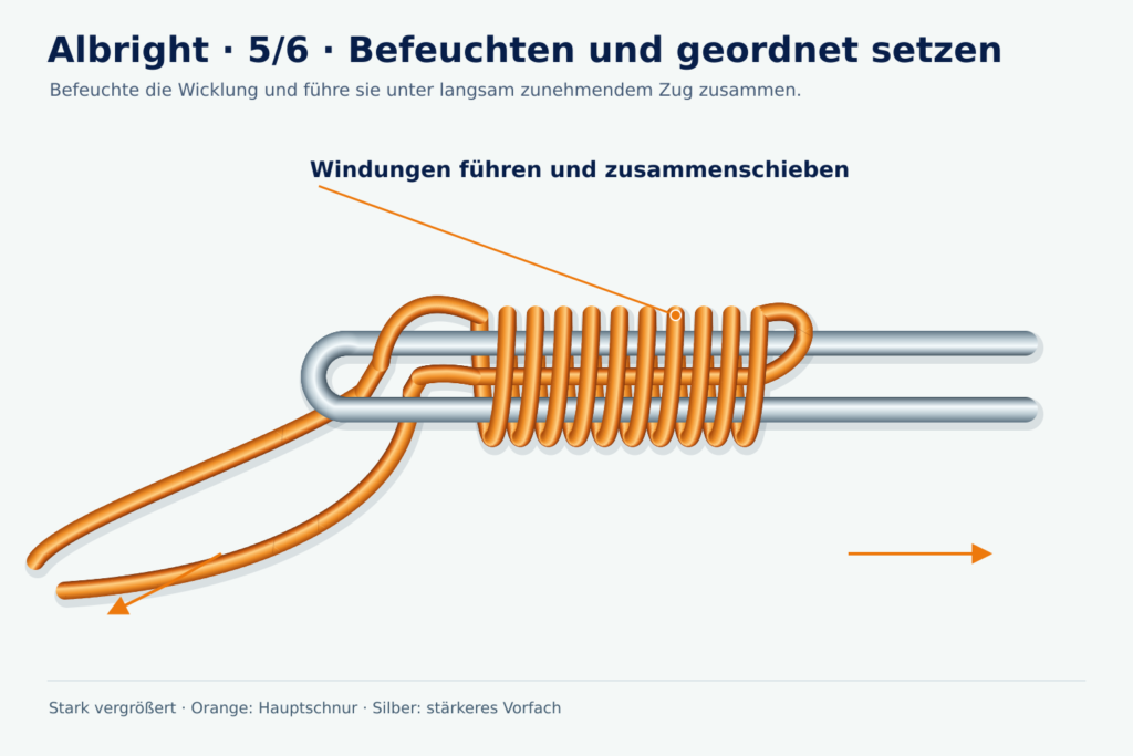 Vergrößerte Lernzeichnung des Albright-Knotens, Schritt 5: Befeuchten und geordnet setzen; orange Hauptschnur und silbernes Vorfach