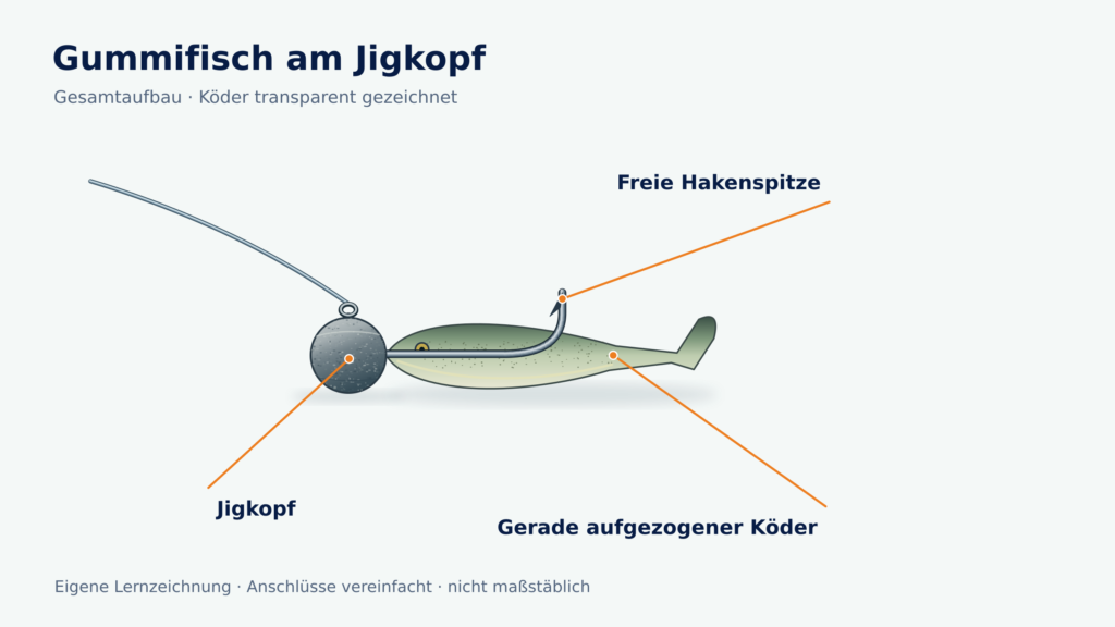 Gerader Gummifisch am Rundkopf-Jig mit sichtbarem Hakenverlauf im transparent gezeichneten Körper