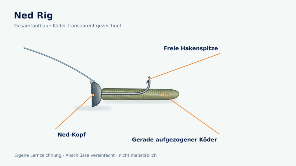 Ned Rig mit flacher vorderer Kopffläche, kurzem geradem Stickbait und freier Hakenspitze