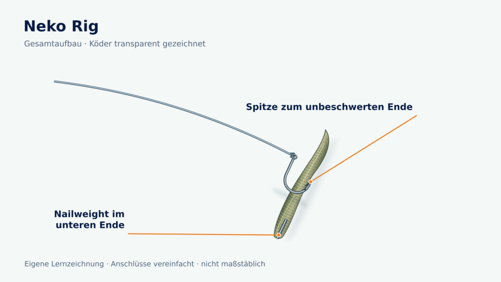 Neko Rig mit transparent gezeichnetem Wurmköder, Nailweight im unteren Ende und Hakenrichtung zum unbeschwerten Ende