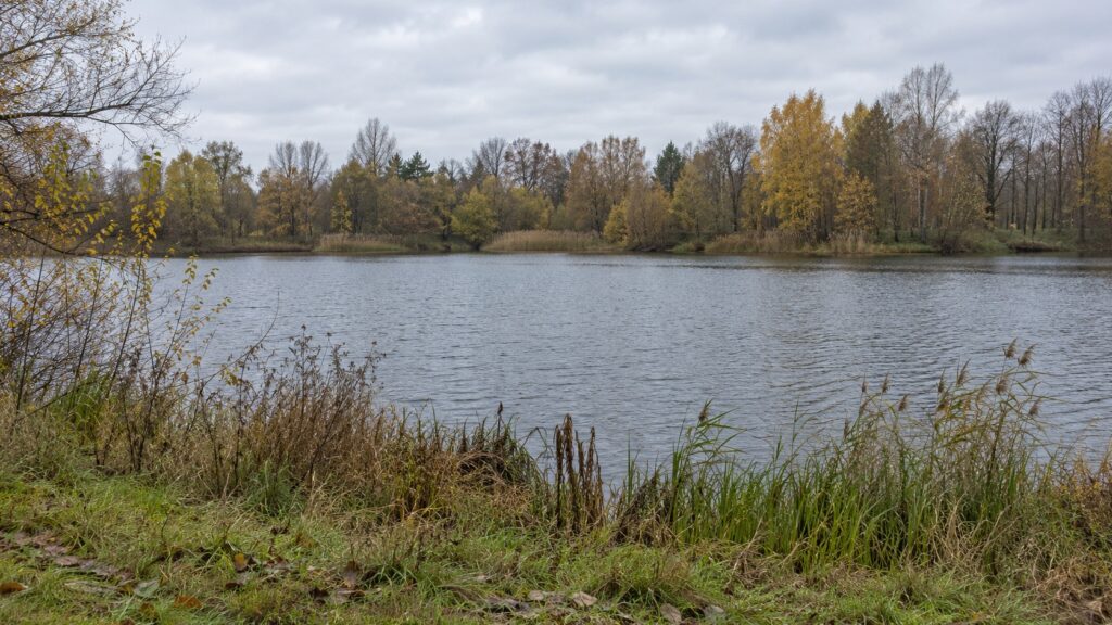 See mit Herbstbäumen, Schilf und leicht bewegter Wasseroberfläche bei bedecktem Himmel