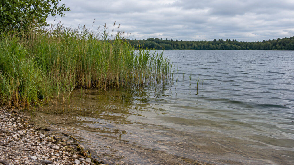 Schilfkante neben offenem Wasser und flachem Kiesufer