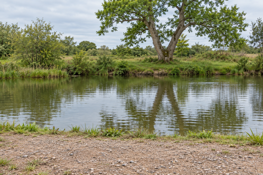 Breiter trockener Uferplatz vor ruhigem Wasser; gegenüber steht ein Baum mit auffällig gegabeltem Stamm.