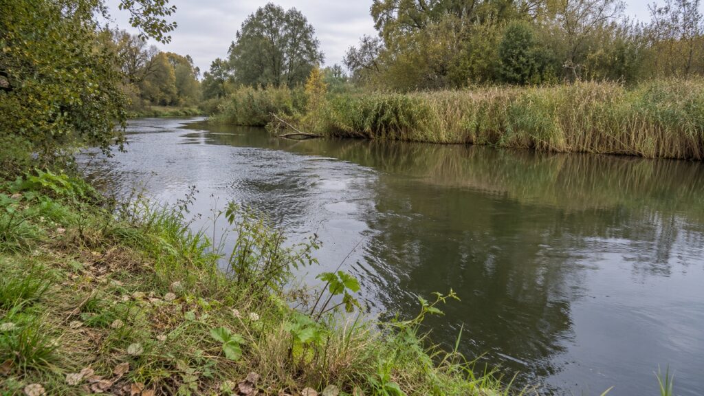 Flussbiegung mit Schilf, Ufervegetation und unterschiedlich bewegter Wasseroberfläche