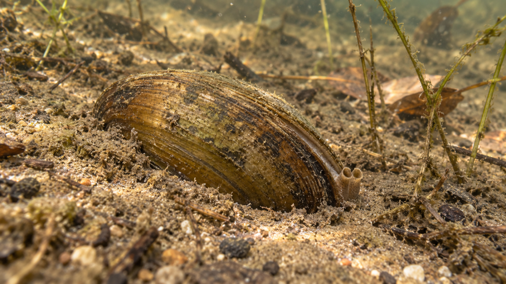 Teilweise im Sand eingegrabene Süßwassergroßmuschel mit sichtbaren Siphonöffnungen