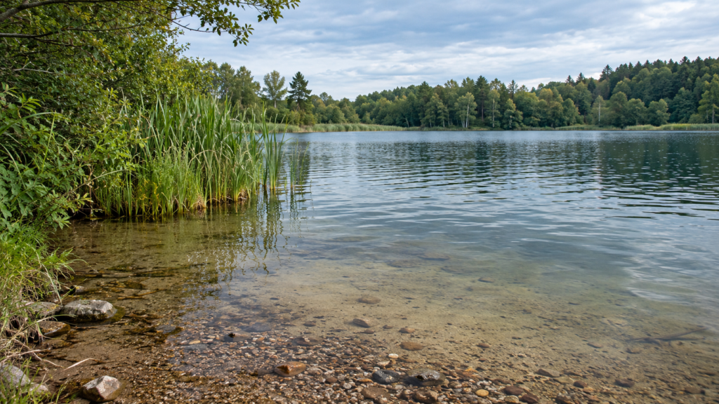 Flaches kiesiges Seeufer mit Pflanzenrand und offenem Wasser vor einer bewaldeten Gegenseite.