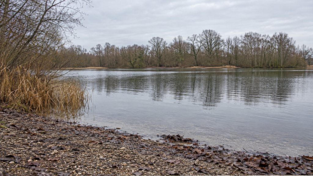 Kiesiges Seeufer mit Laub, kahlen Bäumen und eisfreier Wasserfläche